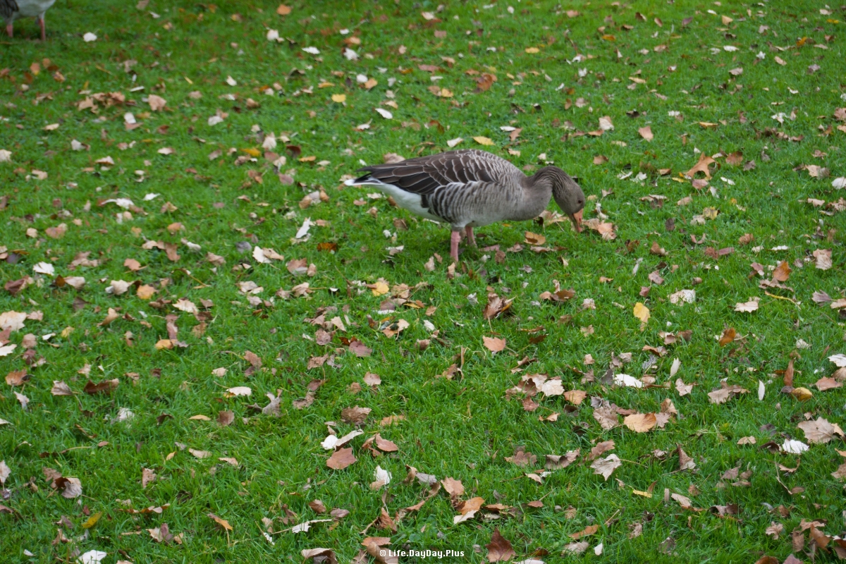 草地上的野鸭
