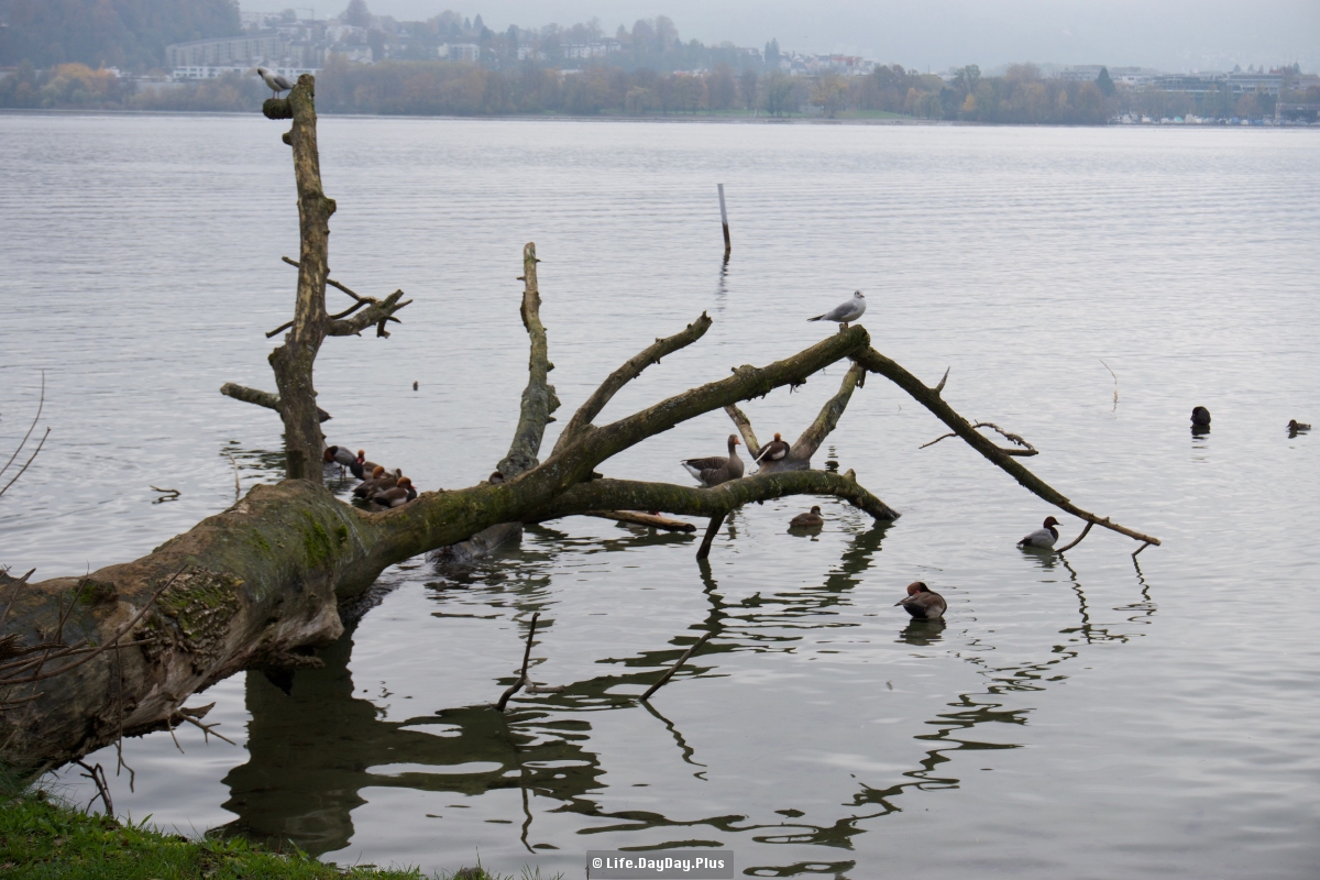 湖边枯木