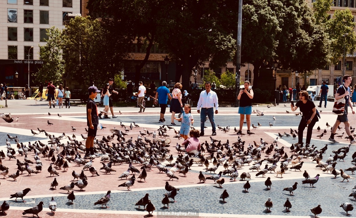 加泰罗尼亚广场的鸽子