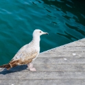 码头上的海鸥