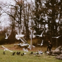2023-12-09 公园里的飞鸽和情侣