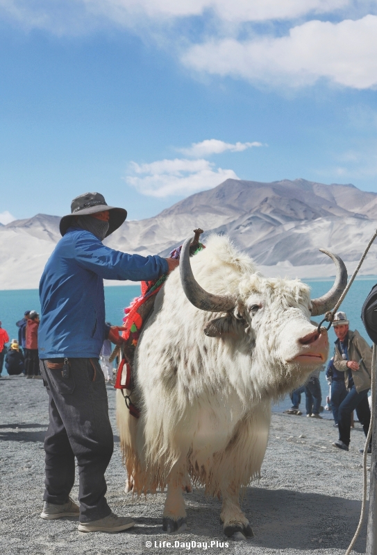 1951765552023_.pic_hd