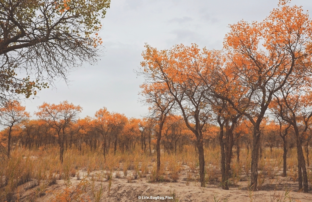 2041765552036_.pic_hd